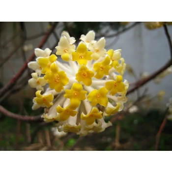 EDGEWORTHIA papierodajna kwitnie zimą - sadzonki 60 / 80 cm